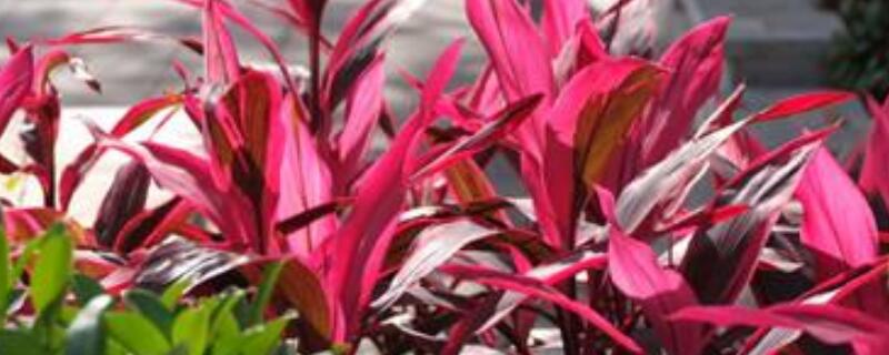 红叶朱蕉如何换盆 红叶朱蕉如何换盆换土