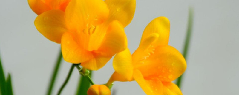 香雪兰种球催芽方法 香雪兰种球多久可以发芽