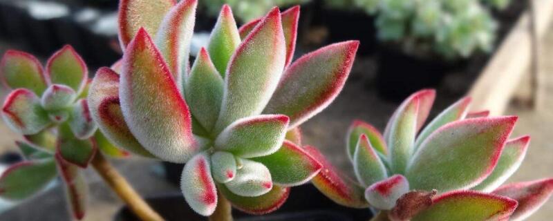 出锦是什么意思 海棠出锦是什么意思