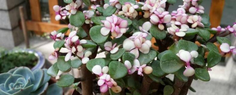 盆栽金枝玉叶开花吗 金枝玉叶盆栽开花吗?