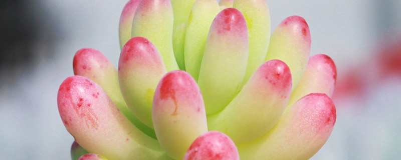 啤酒浇多肉的正确方法（啤酒浇多肉的正确方法图片）