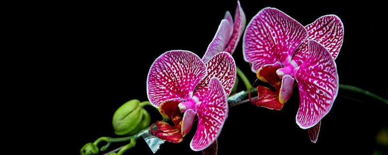 适合室内养的花 适合室内养的花卉,比较香的