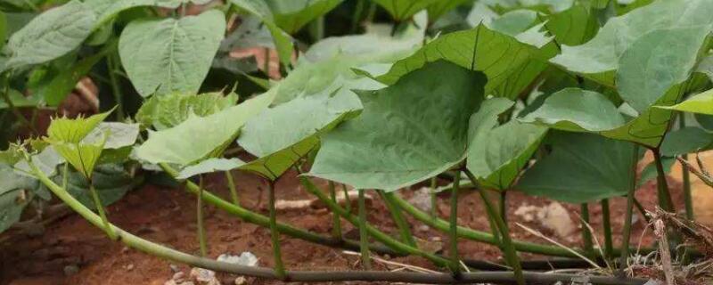 山芋藤的营养价值 山芋藤的营养价值高吗