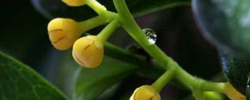 米兰花怎么判断死了 米兰花怎么不开花