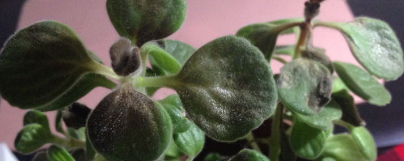 一抹香叶子发干怎么回事 香菜干叶怎么回事