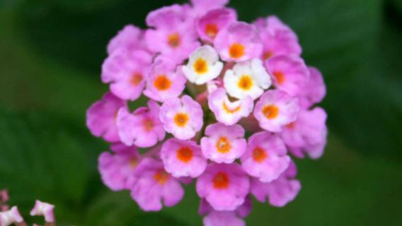 五色梅叶子卷曲怎回事