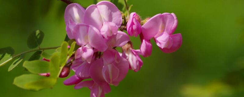 粉色的槐花可以吃吗（粉色的槐花能吃吗?）