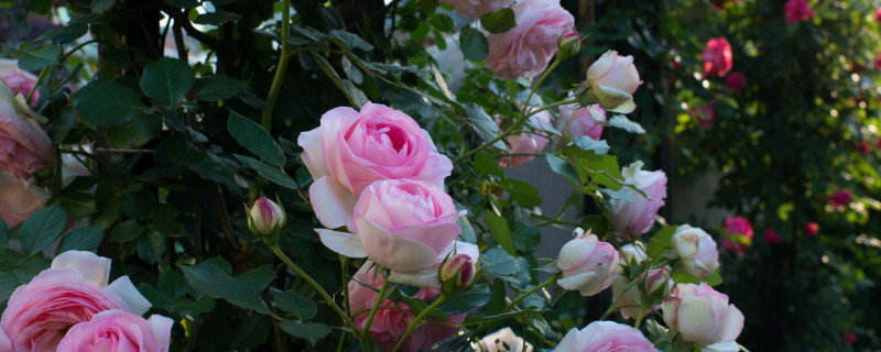 龙沙宝石月季种植方法 龙沙宝石月季怎么养