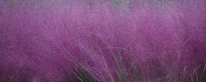 网红草是什么草(网红草是什么草种)