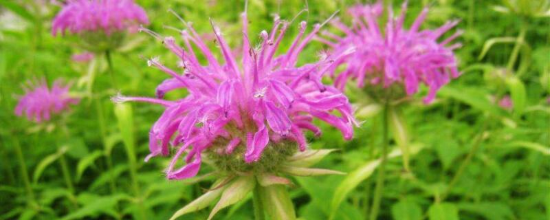 美国薄荷和薄荷的区别（美国薄荷属）