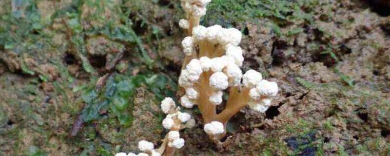 蝉花和金蝉花区别（金蝉花和金蝉有什么区别）