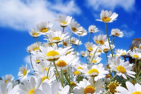 雏菊为什么不能送人