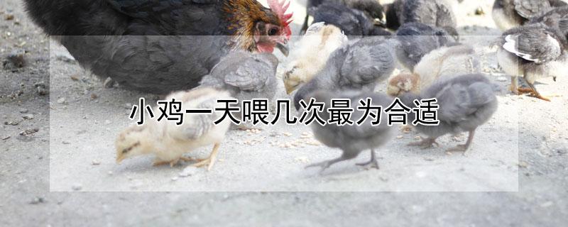 小鸡一天喂几次最为合适（一只成年鸡一天吃多少饲料）