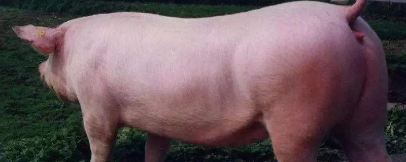 母猪发情的症状是什么（母猪发情的症状是什么样的）