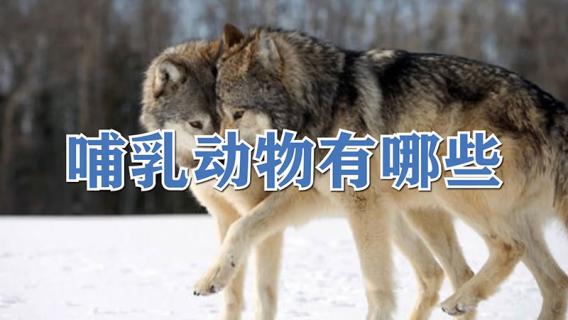 哺乳动物有哪些 哺乳动物有哪些科