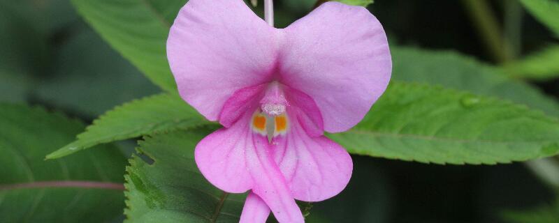 凤仙花可以放室内吗（凤仙花放室内对身体好不好）