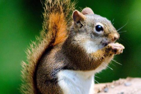 松鼠的种类
