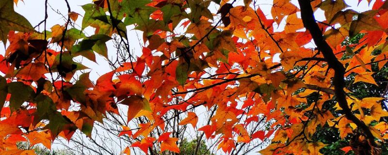 枫香树与枫树的区别 枫香树与枫树的区别在哪里