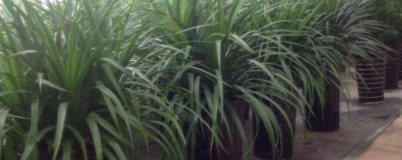 龙须树和龙血树的区别（龙须树和龙血树的区别图片）