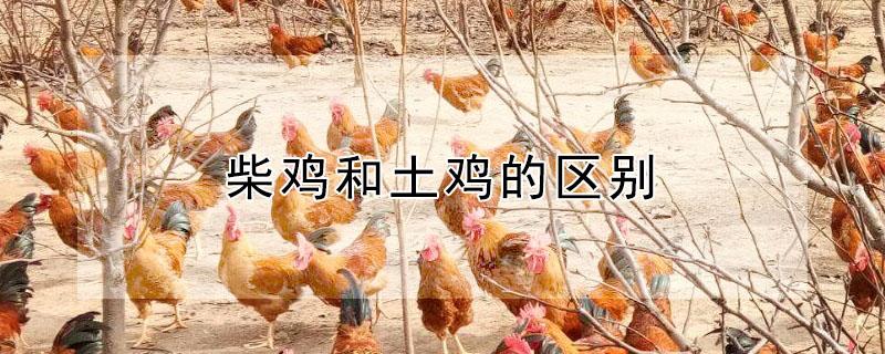 柴鸡和土鸡的区别 柴鸡蛋和土鸡蛋的区别