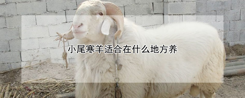小尾寒羊适合在什么地方养 养羊大棚建设图片