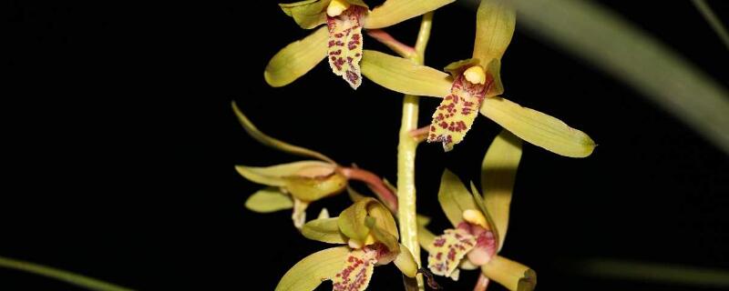 惠兰是保护植物吗（惠兰是国家重点保护植物吗）