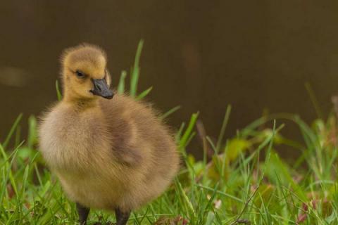 如何控温养鹅苗