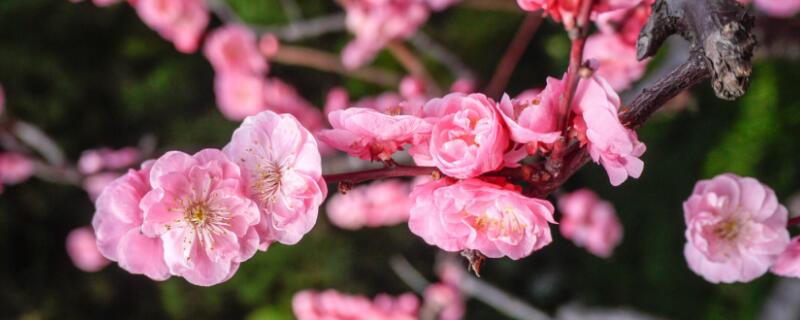 花中君子是哪四种花（花中君子指的是什么）