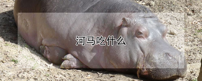 河马吃什么（河马吃什么东西作为食物）