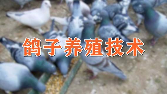 鸽子养殖技术 鸽子养殖技术视频大全