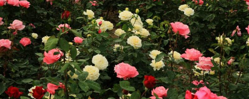 月季长虫子用什么药 月季长虫了用什么药