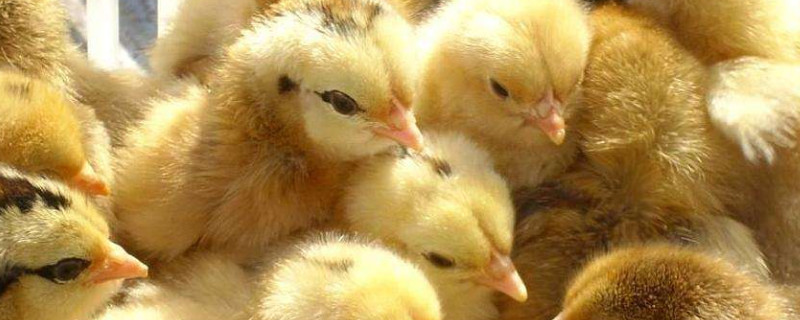 出壳鸡苗怎么养殖 出壳鸡苗怎么养殖的