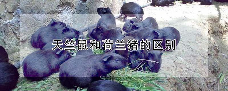 天竺鼠和荷兰猪的区别 天竺鼠