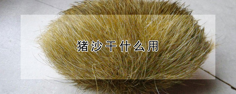 猪沙干什么用（猪砂干怎么做）