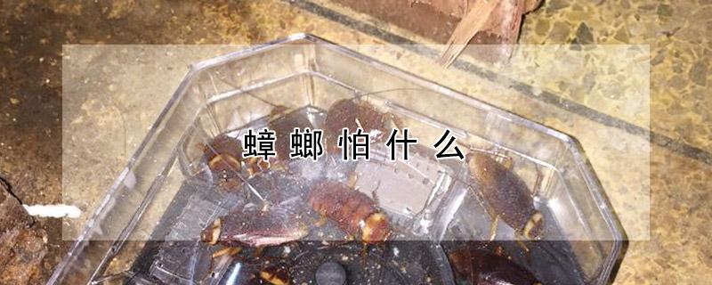 蟑螂怕什么 蟑螂怕什么动物