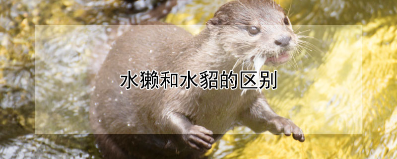 水獭和水貂的区别（水獭和水貂的区别在哪）
