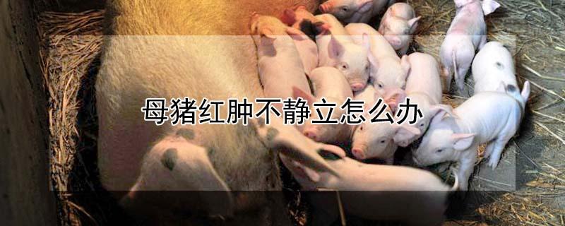 母猪红肿不静立怎么办 后备母猪水门红肿几天排卵