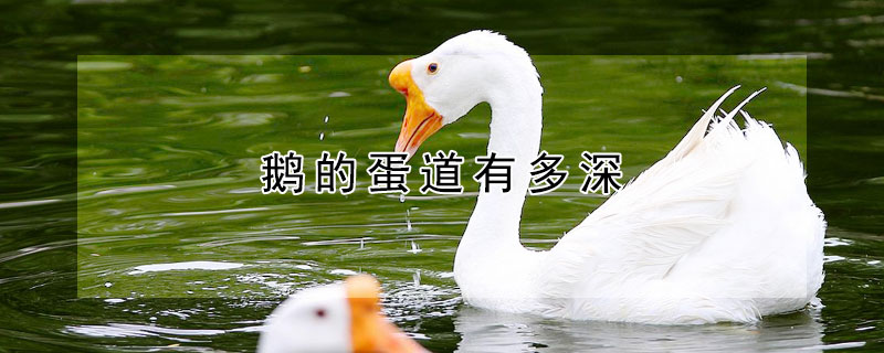鹅的蛋道有多深 鹅的蛋道有多大
