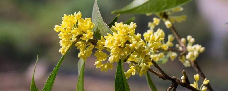 月月桂与四季桂的区别（十大珍稀名贵桂花）