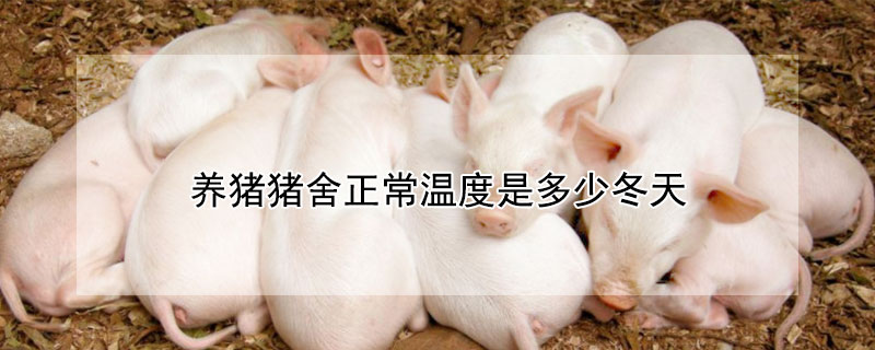 养猪猪舍正常温度是多少冬天 猪舍室温多少度为好
