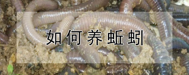 如何养蚯蚓（如何养蚯蚓鱼饵）