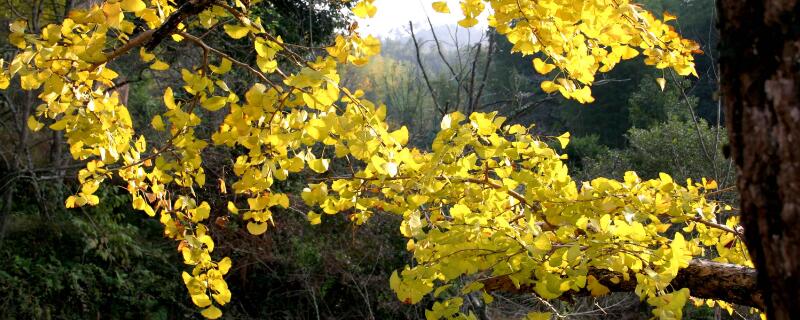 景观树苗有哪些品种 景观树的品种