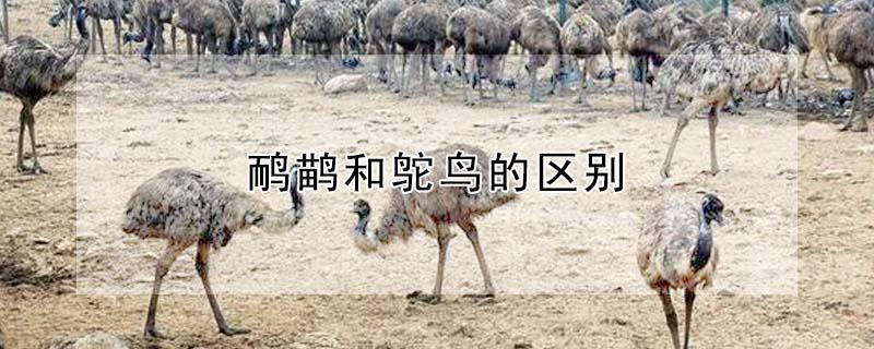 鸸鹋和鸵鸟的区别（鸸鹋和鸵鸟的区别图片）