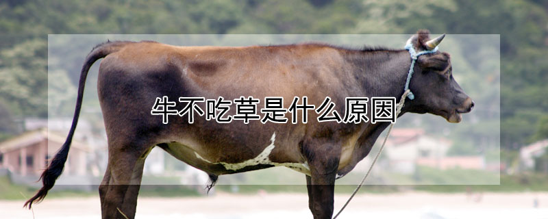 牛不吃草是什么原因（牛不吃草怎么回事）