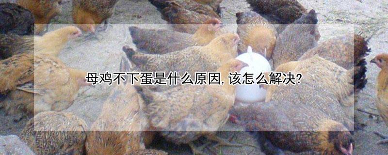 母鸡不下蛋是什么原因,该怎么解决?（母鸡不下蛋也不抱窝怎么回事）