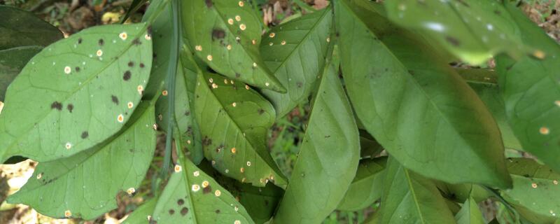 煤烟病用什么药 茶叶煤烟病用什么药