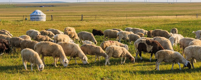 羊舍怎么建便宜好用（羊舍怎么建便宜好用图）