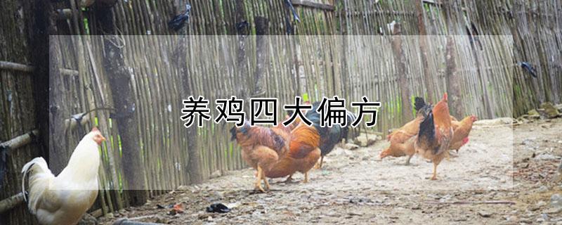 养鸡四大偏方（鸡喝什么水一年四季不生病）