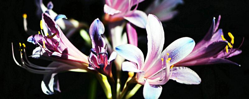 结婚纪念日送什么花（结婚纪念日送什么花合适）