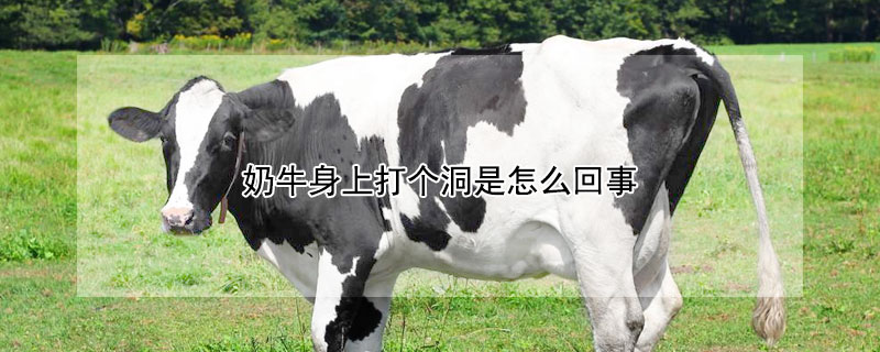 奶牛身上打个洞是怎么回事 奶牛身上打孔